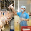 Vietnam exporta por primera vez productos de aves de corral