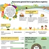 [Infografía] Panorama general de la agricultura orgánica