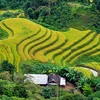 Pintorescas terrazas de arroz de Hoang Su Phi en el Norte de Vietnam