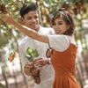 [Fotos] Aldea de cultivo de uva atrae a turistas 