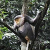 Vietnam se esfuerza para proteger a primate endémico 