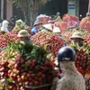 [Fotos] Cultivadores de lichi Luc Ngan disfrutan de cosecha temprana 