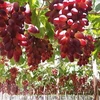 Estudia provincia vietnamita desarrollo de uvas para viticultura 