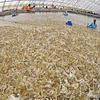 Vietnam apunta a ingresar cuatro mil millones de dólares por exportaciones de camarón