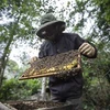 Advierten efectos negativos sobre industria apícola de Vietnam con aplicación de antidumping de EE.UU.