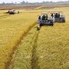 Delta del Mekong transforma producción de arroz para adaptarse al cambio climático