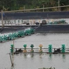 Desarrollan producción acuícola de la provincia vietnamita de Tien Giang