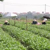 Zona verde vuelve a la producción para abastecer alimentos a Hanoi
