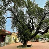 Curioso árbol de yaca de 500 años en Hanoi