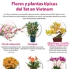 Flores y plantas típicas del Tet en Vietnam