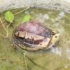 Conocer hogar de variedades raras de tortuga en parque vietnamita