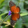 Península vietnamita de Son Tra, un regalo de la naturaleza