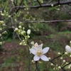 Turistas admiran encantos de jardínes de naranja en Moc Chau