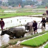 Celebran mayor festival de Muong en provincia de Hoa Binh