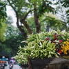 Las azucenas, la “flor de abril” de Hanoi