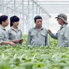 Agricultura limpia en el “jardín” de la empresa vietnamita VinEco