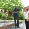 Hanoi por impulsar cultivo de árboles frutales asociados al ecoturismo