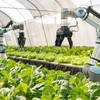 Hanoi aplica tecnologías de la Industria 4.0 en la agricultura