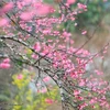 [Fotos] Segundo Festival de la flor de cerezo en Dien Bien