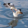 Admiran aves acuáticas endémicas en Vietnam