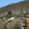 Belleza de flores de Crataegus impregna la provincia montañosa de Son La en Vietnam