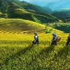 Ciencia y tecnología: base para desarrollo de zonas montañosas de Vietnam