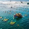 Desarrollan sincrónicamente la acuicultura marina de Vietnam