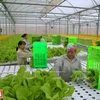 Agilizan la cadena de la agricultura orgánica de Vietnam