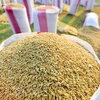 Emite Vietnam nueva política sobre importación de arroz y hojas de tabacos 