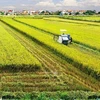 Agricultura vietnamita garantiza la seguridad alimentaria y exportación 