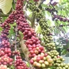 Vietnam por fortalecer proyecto de replantación de café