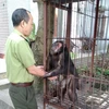 Parque Nacional de Xuan Son recibe ejemplar de macaco rabón 