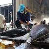 Aumenta drásticamente exportación de atún vietnamita a Chile 