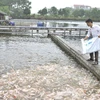  Producción acuícola de Phu Tho se estima en 30,2 mil toneladas