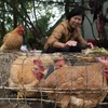Sudcorea vuelve a importar pollos de Tailandia