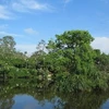 Provincia de Thua Thien- Hue invierte en reforestación de manglares
