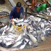 China podrá ser mayor importador de pescado Tra de Vietnam 
