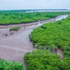 Vietnam busca fortalecer sistema de bosques protectores en su costa 