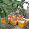 Exportaciones vietnamitas de vegetales y frutas superan dos mil millones de dólares