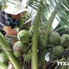 Estudian en Italia experiencias para aumentar valor del coco vietnamita