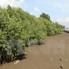 Proyecto financiado por Japón aumenta superficie de manglares en Vietnam