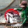 En alza exportación vietnamita de pescado Tra