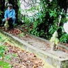 Esqueleto humano gigante encontrado en Malasia