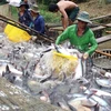 Vietnam aspira a siete mil 100 millones de USD por exportaciones acuícolas en 2017