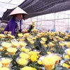 Proponen establecer centros de comercio de flores en ciudades vietnamitas 