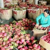  Australia autoriza la importación de pitahaya vietnamita 