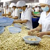 Sector de anacardo de Vietnam prevé crecimiento en 2017