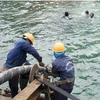Finalizan reparación de cables de fibra óptica submarinos de Vietnam