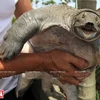 Crianza de tortuga de caparazón blando carunculada en Khai Thai
