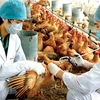 Reportan brote de gripe aviar H5N1 en Camboya